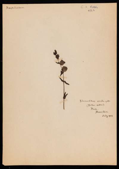 Orobanchaceae: Rhinanthus minor: yellow rattle