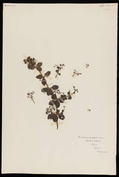 Rubiaceae: Rubia peregrina: wild madder