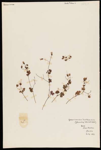 Geraniaceae: Geranium lucidum: shining cranesbill