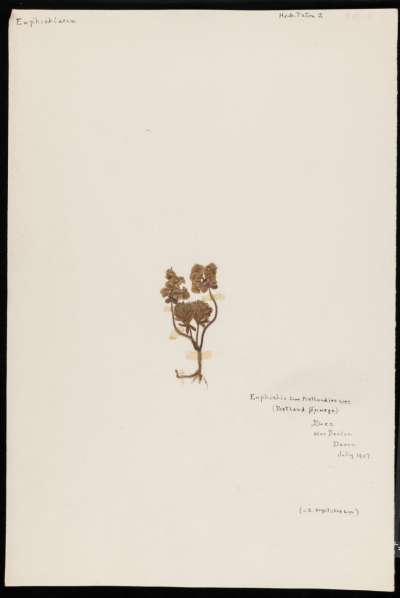 Euphorbiaceae: Euphorbia portlandica: Portland Spurge