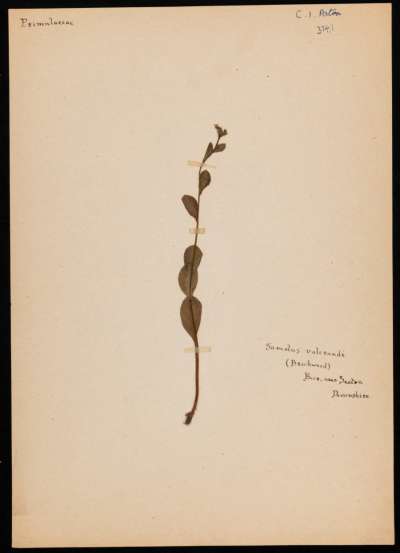Primulaceae: Samolus valerandi: seaside brookweed