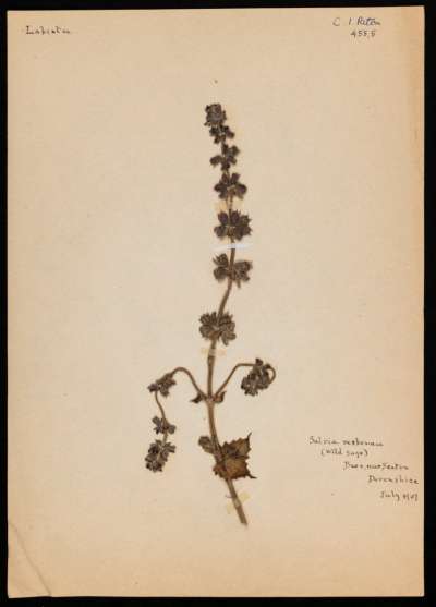 Lamiaceae: Salvia verbenaca: wild clary