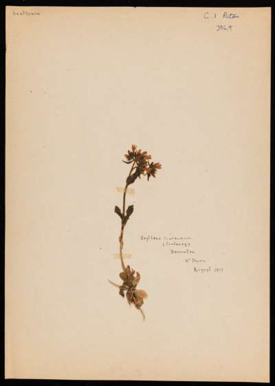 Gentianaceae: Centaurium ?erythraea: common centaury