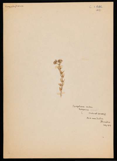 Caryophyllaceae: Spergularia rubra: red sandspurry