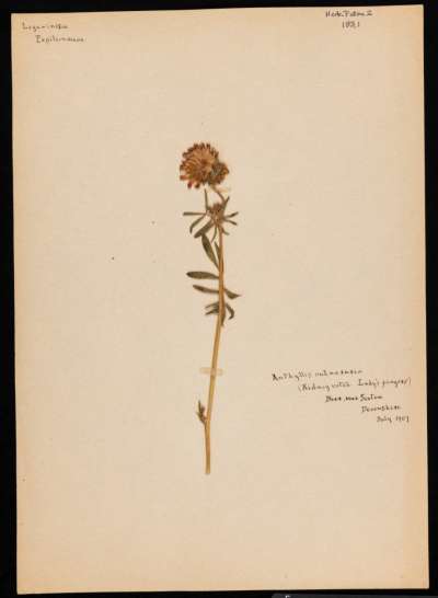 Fabaceae: Anthyllis vulneraria: common kidneyvetch