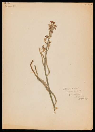 Brassicaceae: Matthiola sinuata: sea stock
