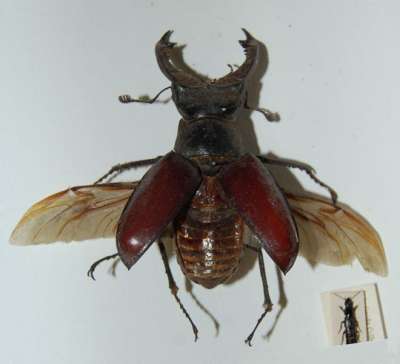 LUCANIDAE: Lucanus cervus (Linnaeus, 1758): stag beetle