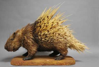 HYSTRICIDAE: Hystrix indica Kerr: Indian crested porcupine