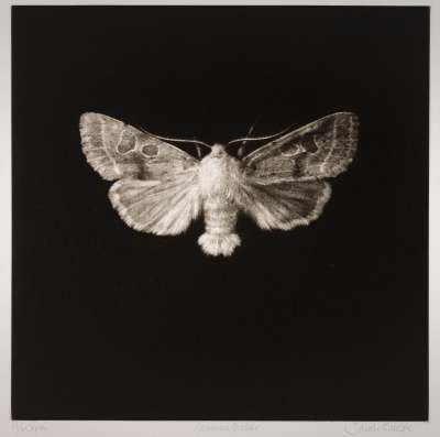 Common Quaker Moth