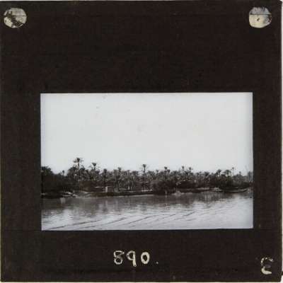 Lantern Slide: View of river bank with palm trees
