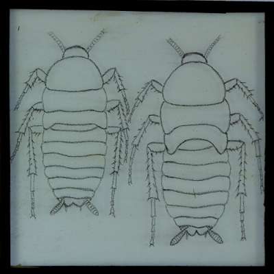 Lantern Slide: Drawing of two unidentified beetle larvae