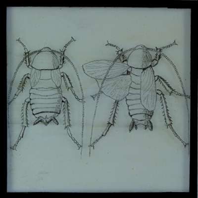 Lantern Slide: Drawing of two unidentified beetles