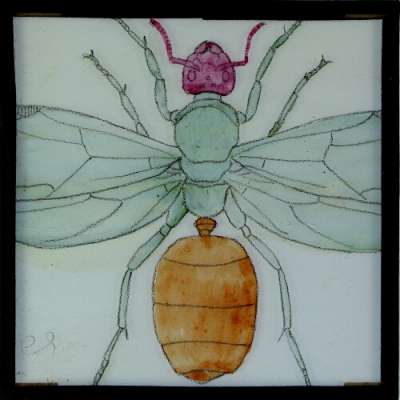 Lantern Slide: Drawing of unidentified insect
