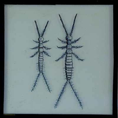 Lantern Slide: Drawing of two unidentified insects