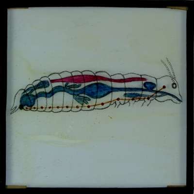 Lantern Slide: Drawing of unidentified insect showing internal organs