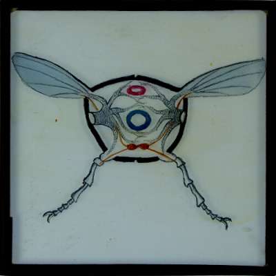 Lantern Slide: Drawing of cross-section of unidentified insect