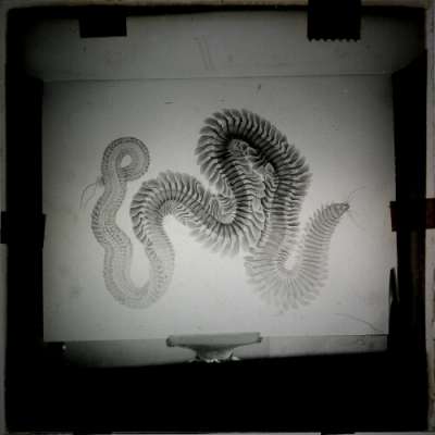 Lantern Slide: Drawing of millipede or fossil of one
