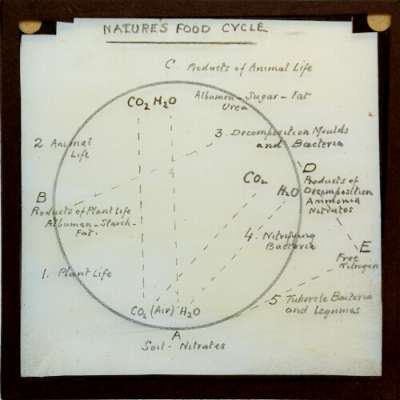 Lantern Slide: Nature's Food Cycle
