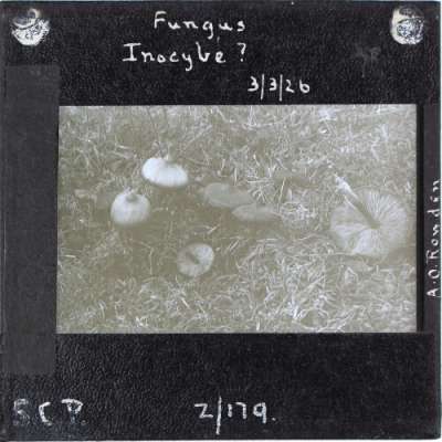 Lantern Slide: Fungus -- Inocybe?