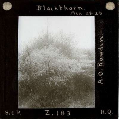 Lantern Slide: Blackthorn