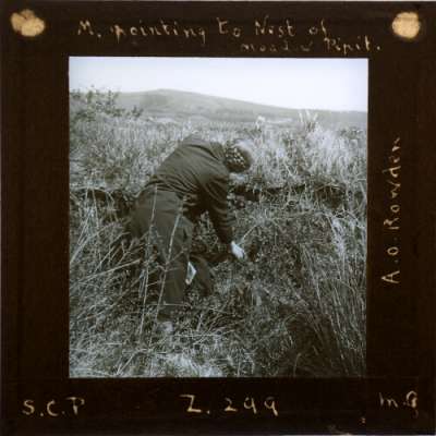 Lantern Slide: M. pointing to Nest of Meadow Pipit