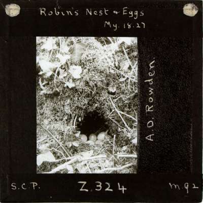 Lantern Slide: Robin's Nest and Eggs