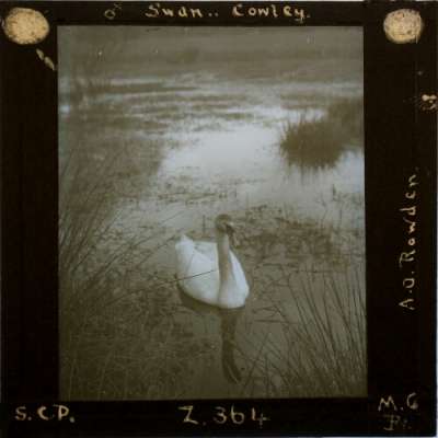 Lantern Slide: Female Swan, Cowley