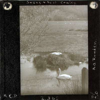Lantern Slide: Swan's Nest, Cowley