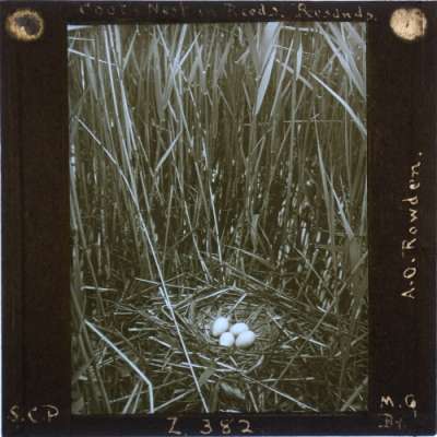 Lantern Slide: Coot's Nest in Reeds, Beesands