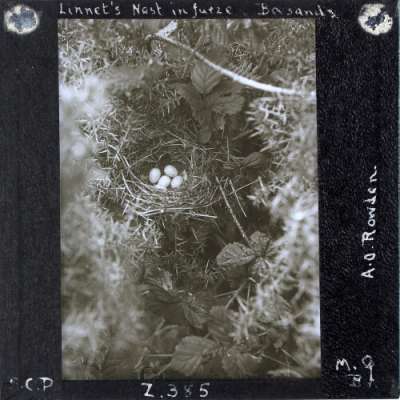 Lantern Slide: Linnet's Nest in furze, Beesands