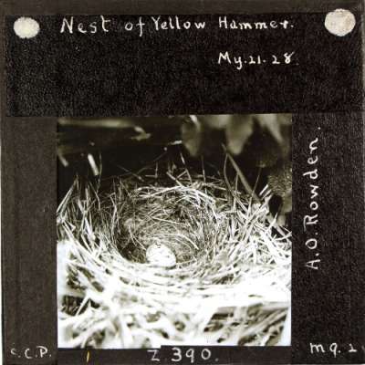 Lantern Slide: Nest of Yellow Hammer