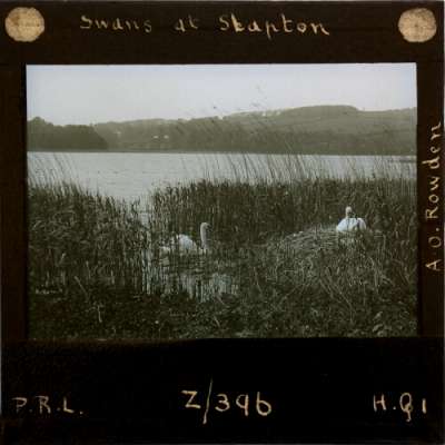 Lantern Slide: Swans at Slapton