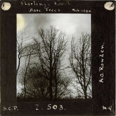Lantern Slide: Starlings Roost -- Bare Trees