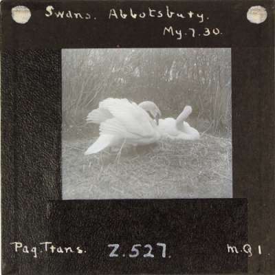 Lantern Slide: Swans, Abbotsbury