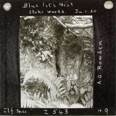 Lantern Slide: Blue Tit's Nest, Stoke Woods