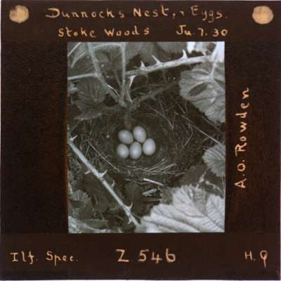Lantern Slide: Dunnock's Nest and Eggs, Stoke Woods