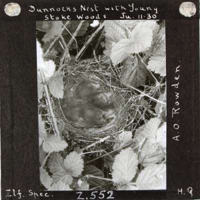 Lantern Slide: Dunnock's Nest with Young, Stoke Woods