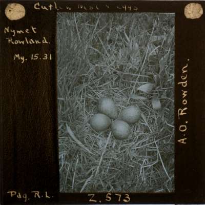 Lantern Slide: Curlew Nest and Eggs, Nymet Rowland