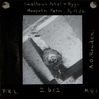 Lantern Slide: Swallow's Nest and Eggs, Hoopern Farm