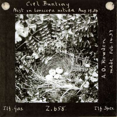 Lantern Slide: Cirl Bunting Nest in Lonicera nitida