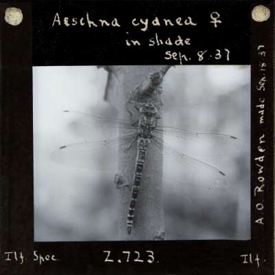 Lantern Slide: Aeschna cyanea female in shade