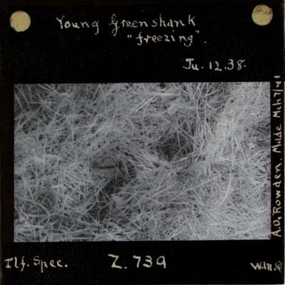 Lantern Slide: Young Greenshank 'freezing'
