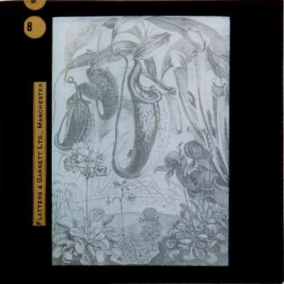 Lantern Slide: Group of insectiverous plants