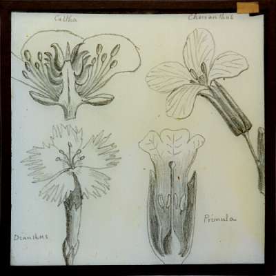 Lantern Slide: Caltha / Cheiranthus / Dianthus / Primula: pollination