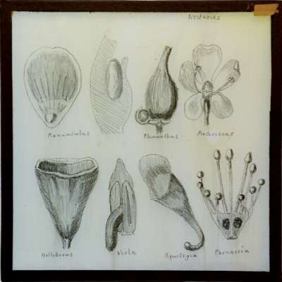 Lantern Slide: Ranunculus / Rhinanthus / Anthriscus / Helleborus / Viola / Aquilegia / Parnassia: pollination