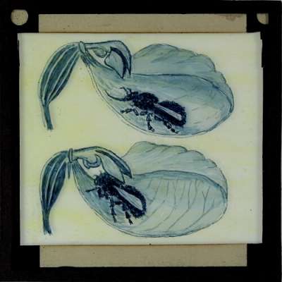 Lantern Slide: Two drawings of unidentified insect and flower or leaf: pollination