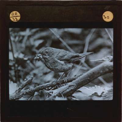 Lantern Slide: Nightingale, male with food