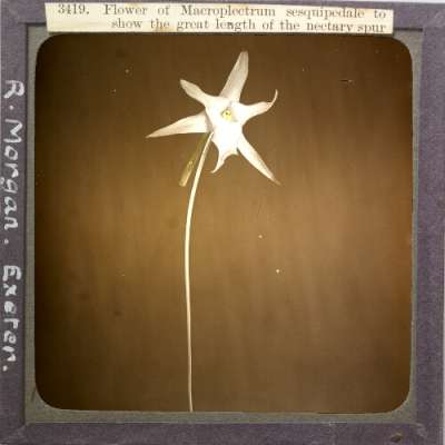 Lantern Slide: Flower of Macroplectrum sesquipedale to show the great length of the nectary spur
