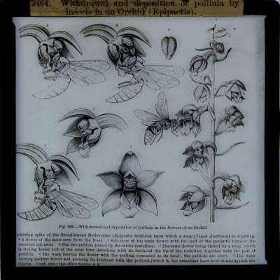 Lantern Slide: Withdrawal and deposition of pollinia by insects in an Orchid (Epipactis)
