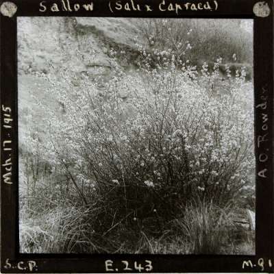 Lantern Slide: Sallow (Salix Capraea)